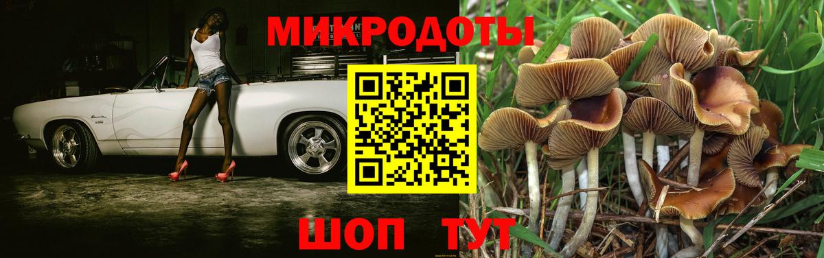 Псилоцибиновые грибы Psilocybe Ижевск